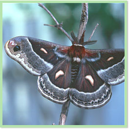 Columbia silk moth