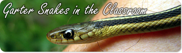 Garter Snakes in the Classroom