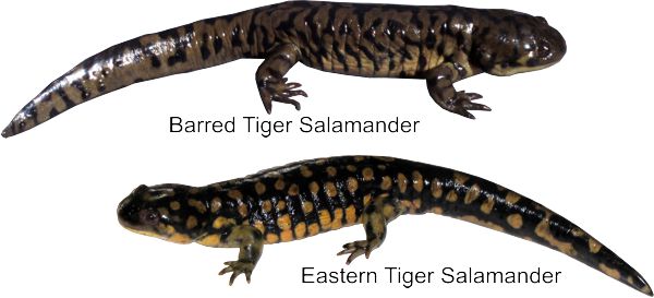 Barred och Eastern Tiger Salamander