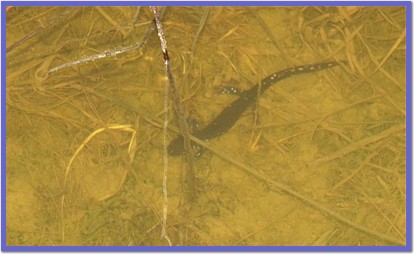 Blue-spotted Salamander in pond