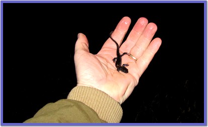 Blue-spotted Salamander in hand