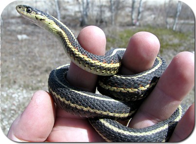 Red-sided Garter Snake