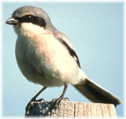 Eastern Loggerhead Shrike