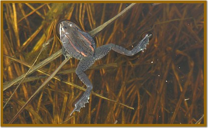 How to Keep Pond Tadpoles Alive