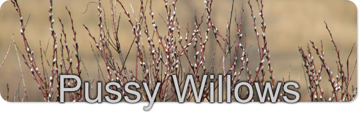 Pussy Willows