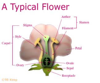 Plant Structure Diagram