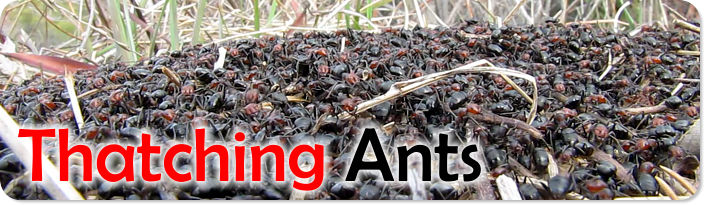 thatching Ants