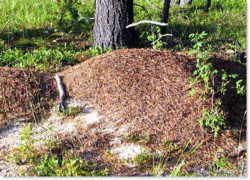 Thatching Ant nest
