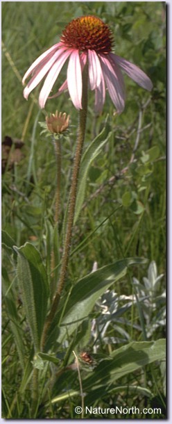 Manitoba's Purple Coneflower (Echinacea angustifolia)