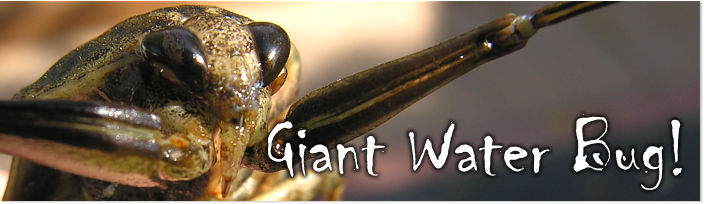 giant water bug life cycle