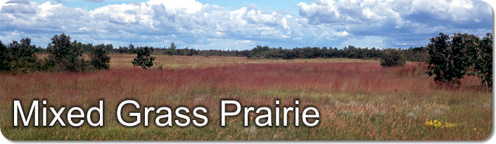 Manitoba's Tall Grass Prairie Preserve