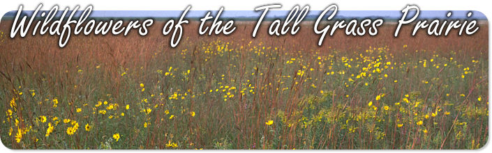 Wildflowers of the Tall Grass Prairie