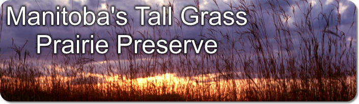 Manitoba's Tall Grass Prairie Preserve