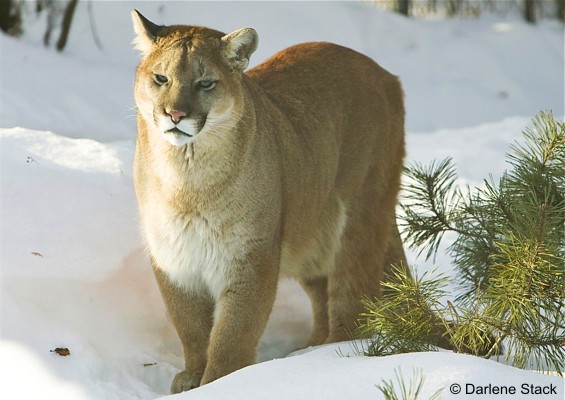 scientific name for a mountain lion