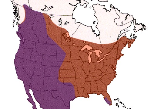 north american cougar range