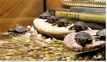 painted turtles laying eggs