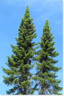 black spruce tree freshwater