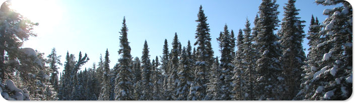 picea mariana black spruce tree