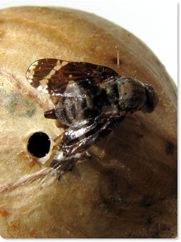 Goldenrod Gall Fly