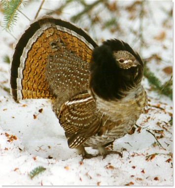 Ruffed Grouse Posing