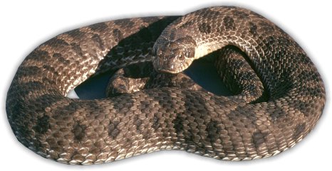 Plains Hognose Snake (Heterodon nasicus)