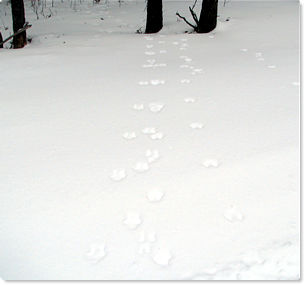 Tracks in snow